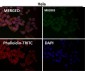 Anti-Atg4B Rabbit Monoclonal Antibody